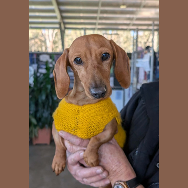Photo of Waffles
