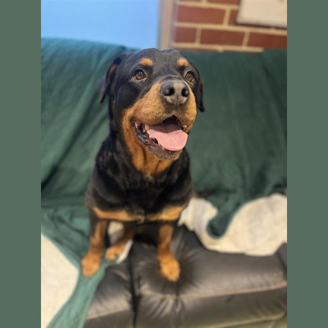 Photo of Nala 