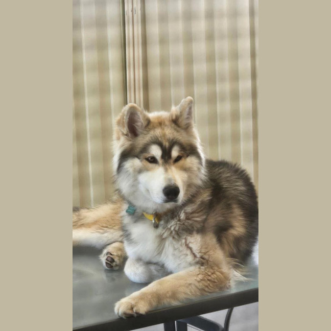 Photo of Nala & Napoleon 