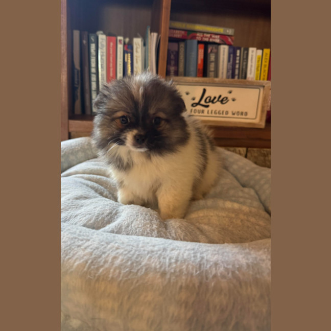Photo of Pixie