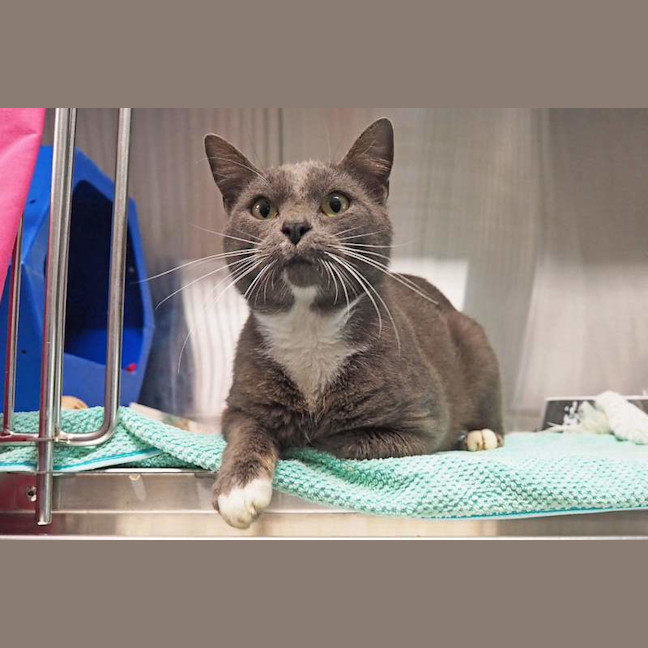 Photo of Smokey