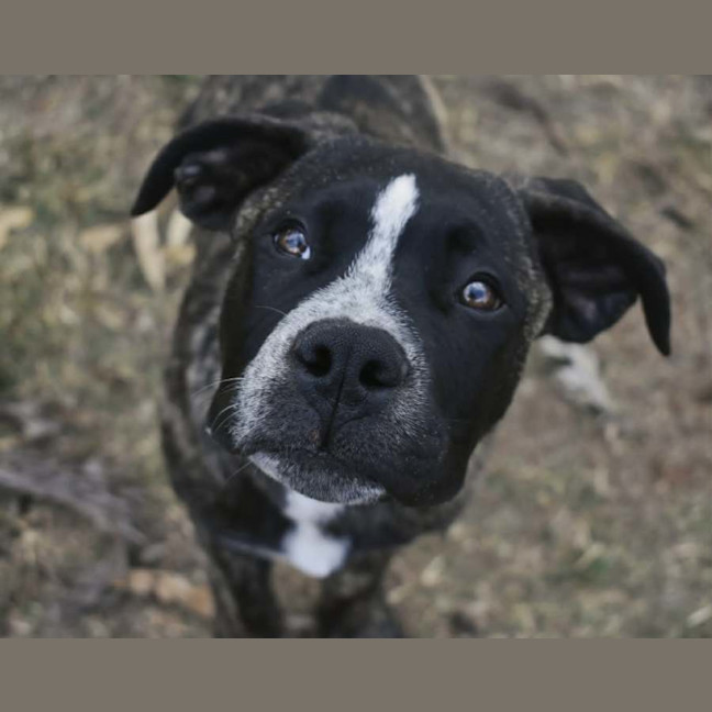 Photo of Diesel