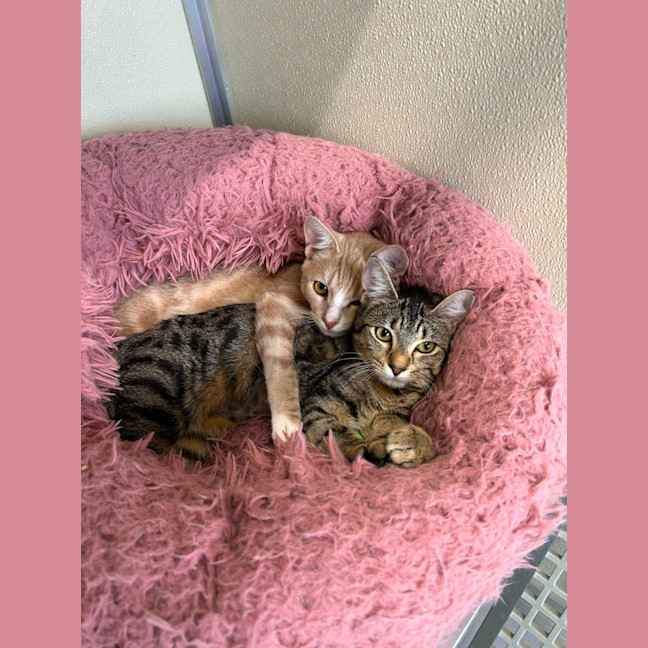 Photo of 🎡 Cairo 6914 🎡