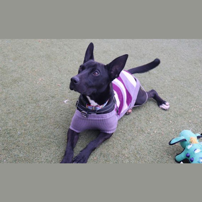 Photo of Anubis