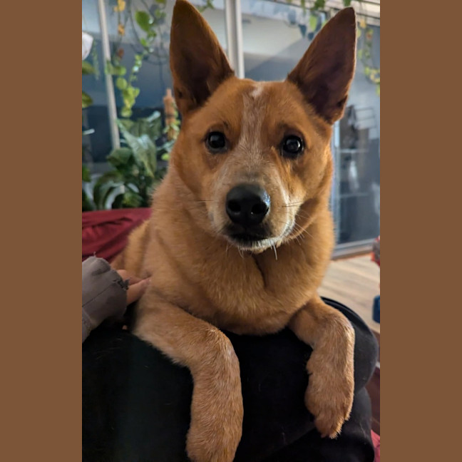 Photo of Cooper