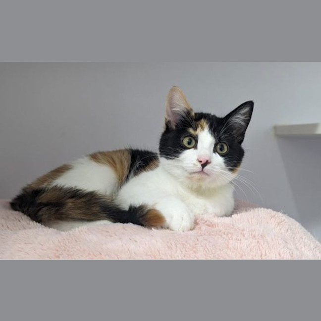 Photo of Georgette