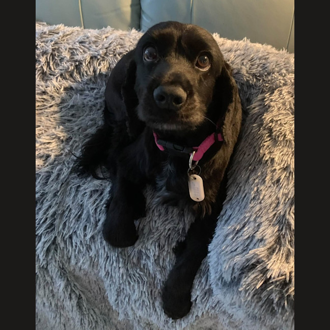 Photo of Ziva