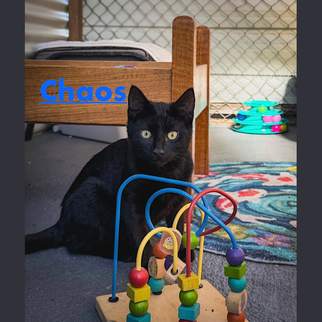 Photo of Chaos