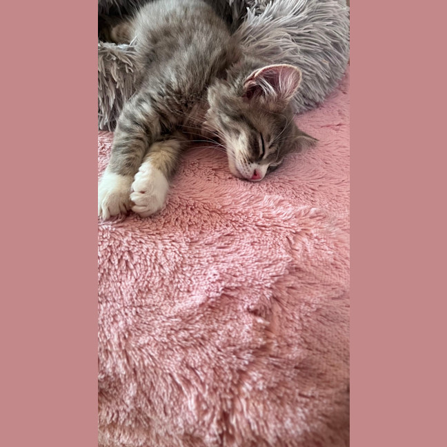 Photo of Cinder