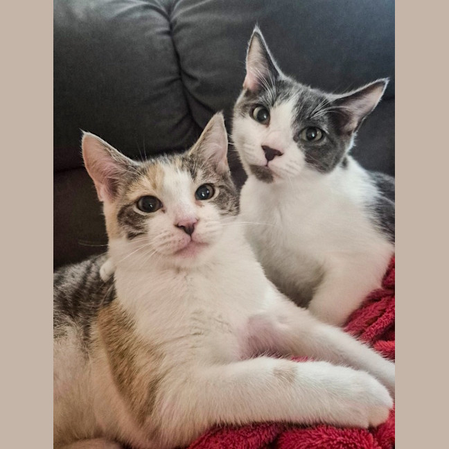 Photo of Cassidy / Cooper