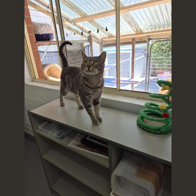 Photo of Draco! 🎩