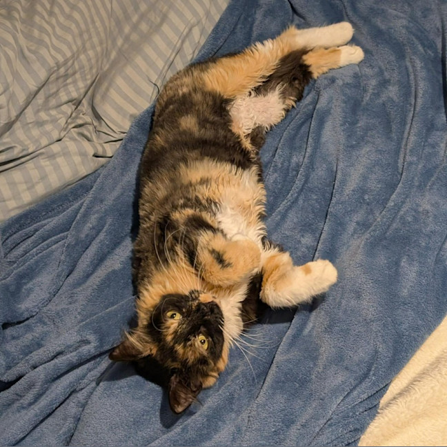 Photo of Charlotte   In Foster Care In Brunswick East