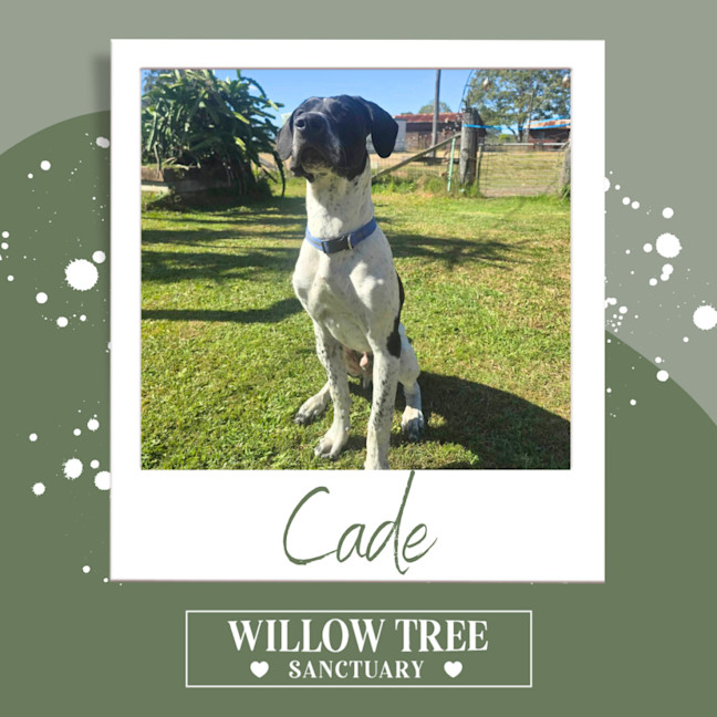 Photo of Cade