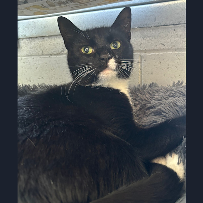 Photo of Pepsi