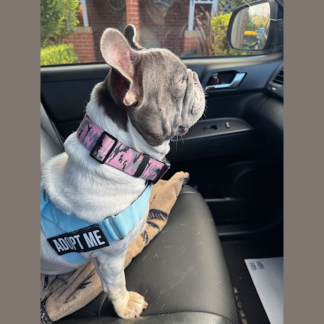 Photo of Dora   6 Year Old French Bulldog