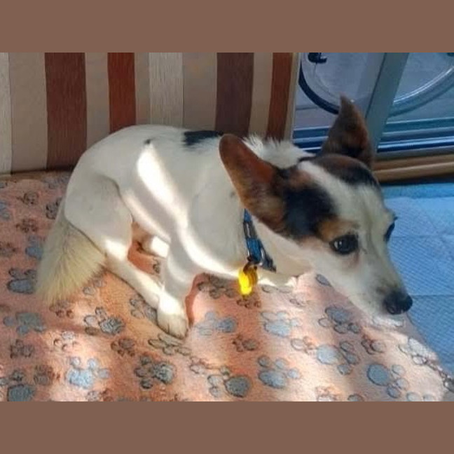 Photo of Bella / Tiny