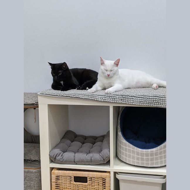 Photo of Kit