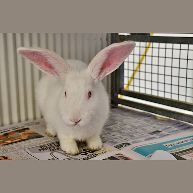 Photo of Bunilla Ice