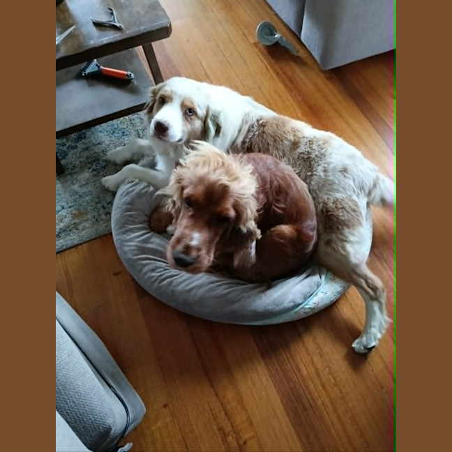 Photo of Dudley