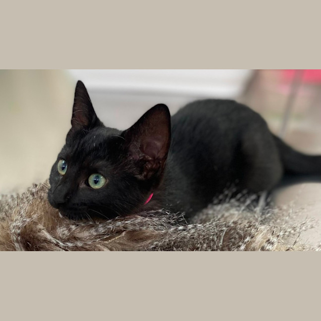 Photo of Einstein (9991)