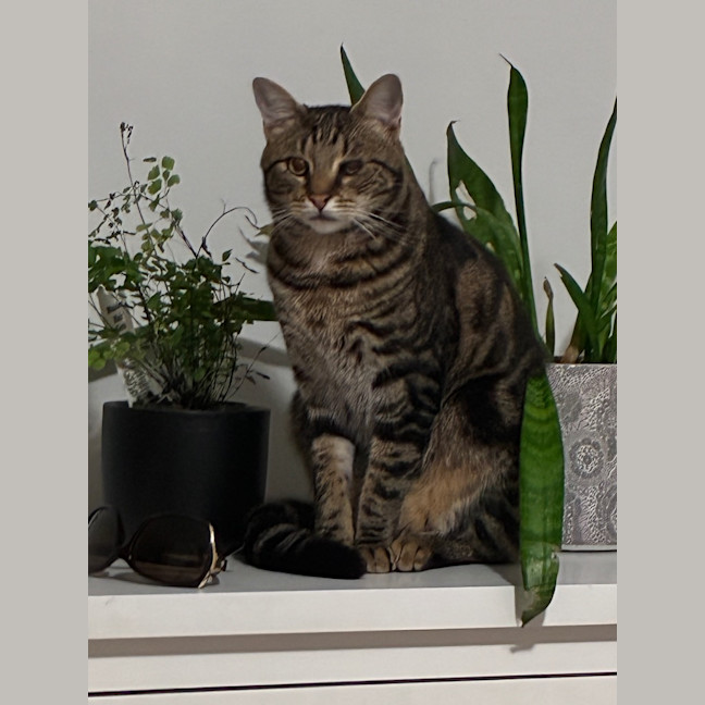Photo of Oscar