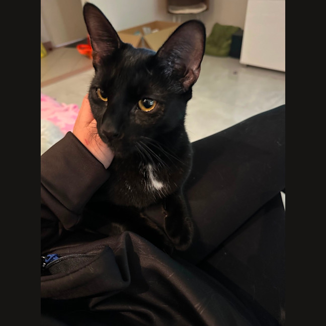 Photo of Kobe