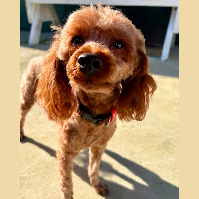 Photo of Buddy 