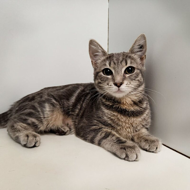 Photo of Brindlewisp