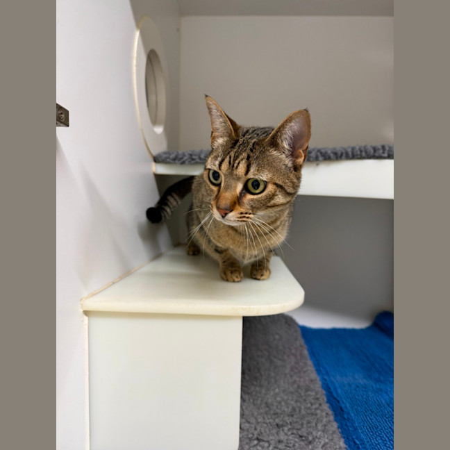 Photo of 🏵️ Lulu 7626 🏵️