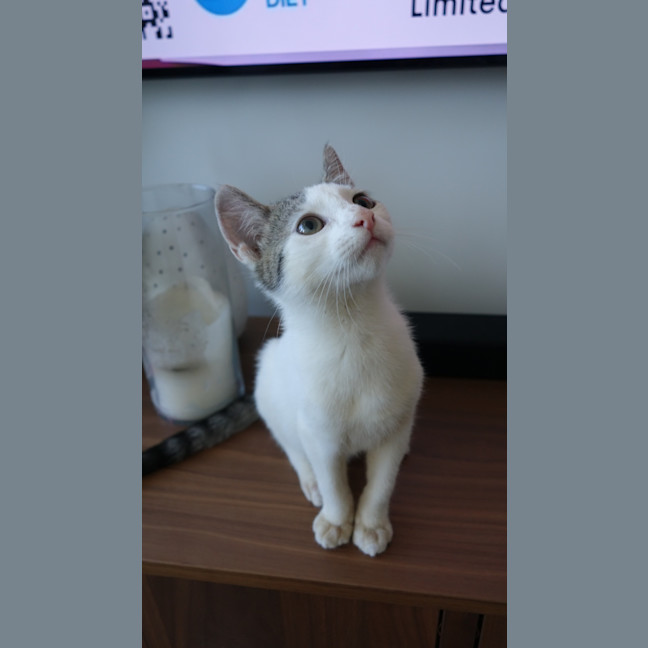 Photo of Bash