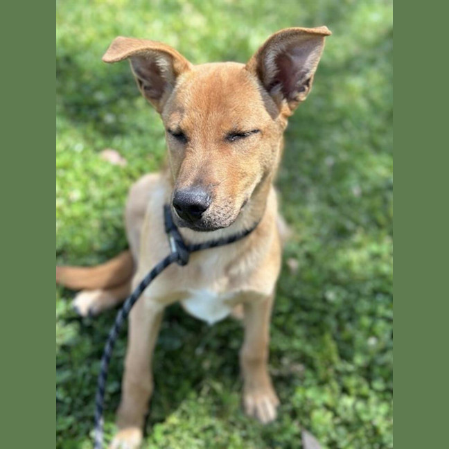 Photo of Bandit