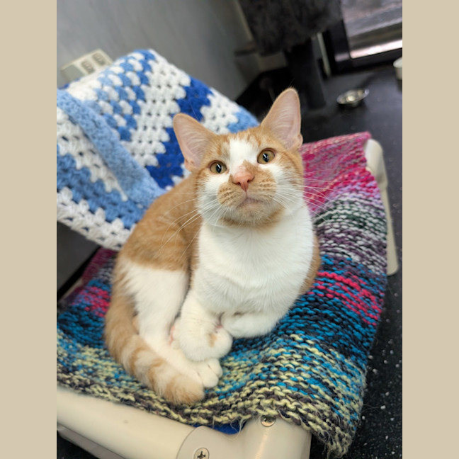 Photo of Orange Peel