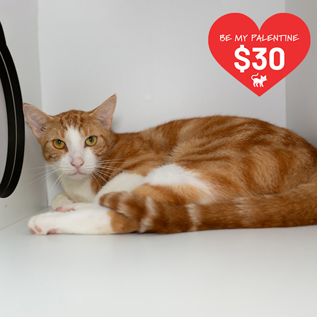 Photo of Gingi