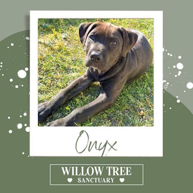 Photo of Onyx