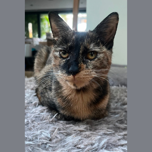 Photo of Chai