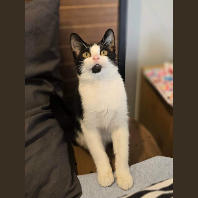 Photo of Pickle