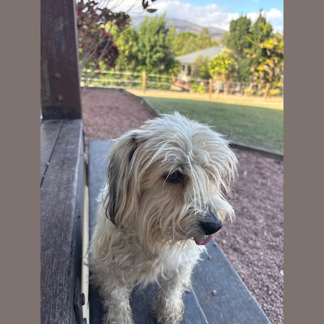 Photo of Scrappy