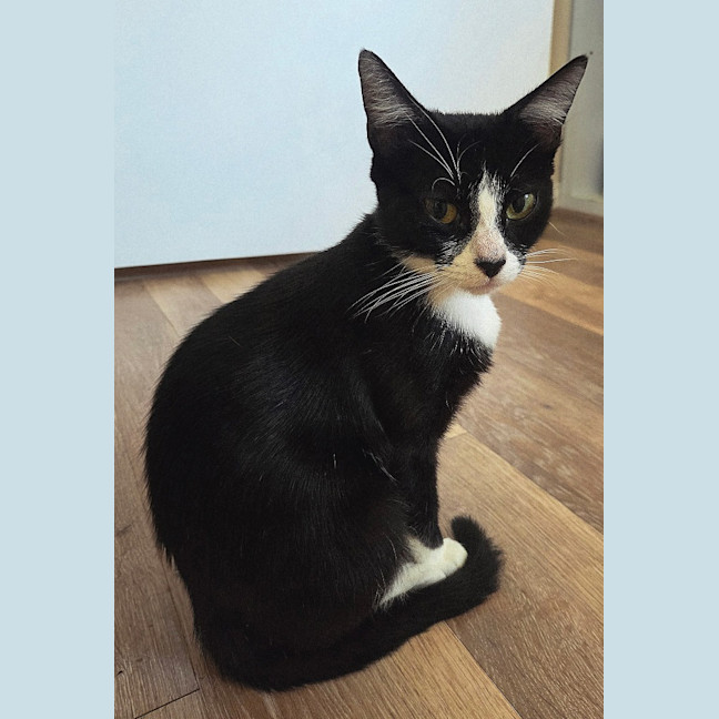 Photo of Mittens