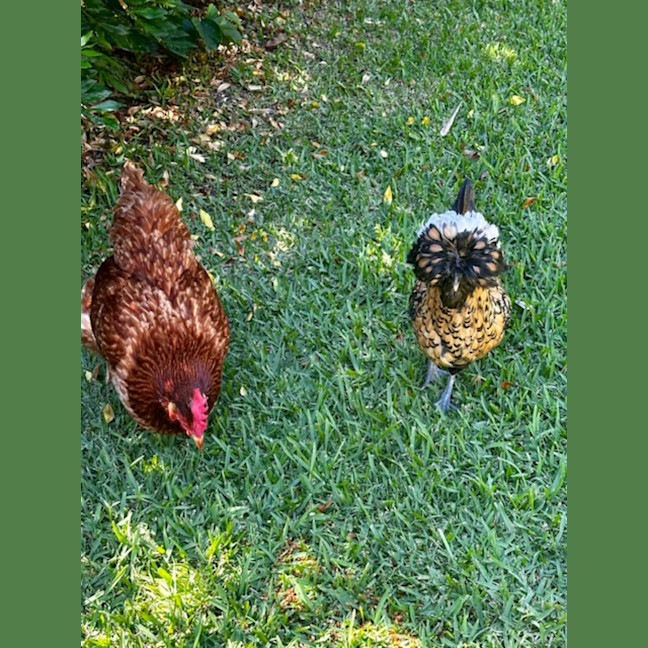 Photo of Renata, Patrizia And Enza