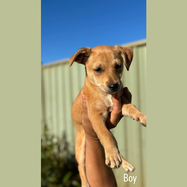 Photo of Bandit