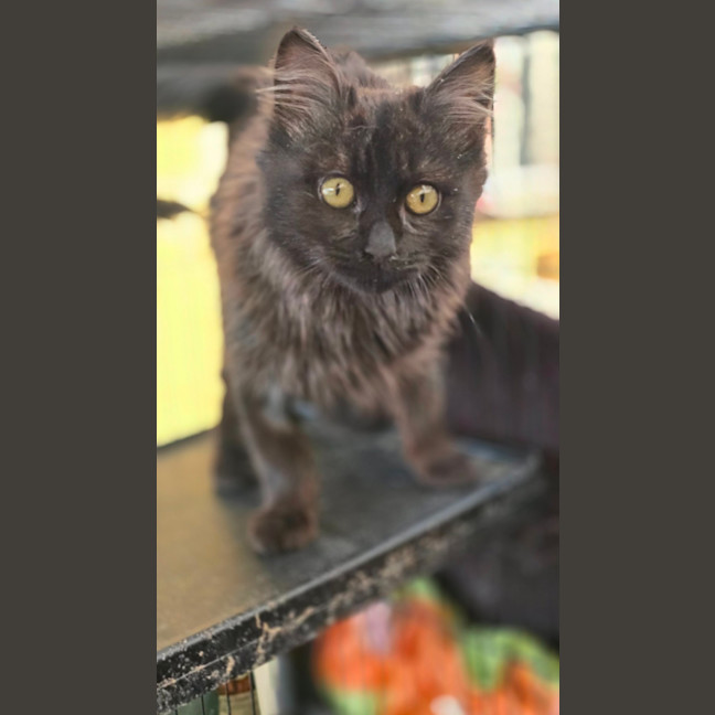 Photo of Snips