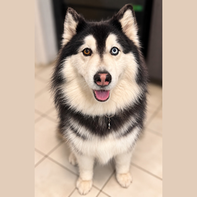 Photo of Nymeria