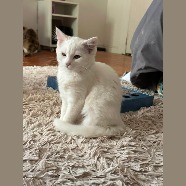 Photo of Rumi & Finn