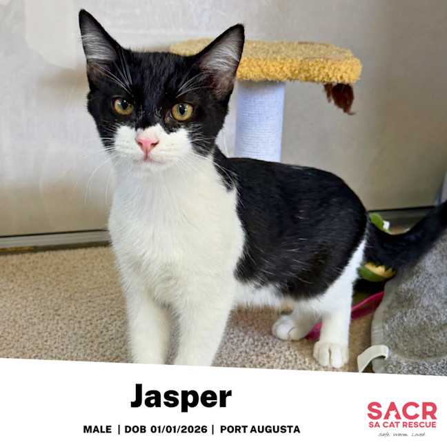 Photo of Jasper