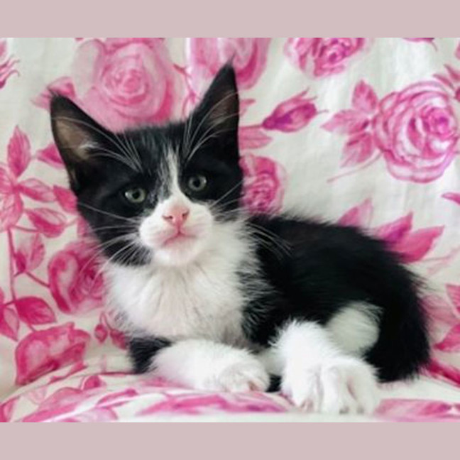 Photo of Oreo
