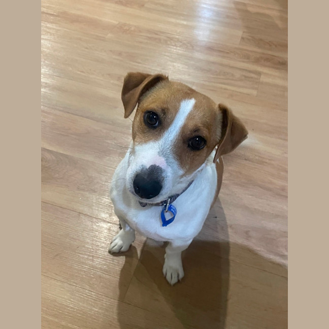 Photo of Elsa   3 Year Old Jack Russell X (Trial)