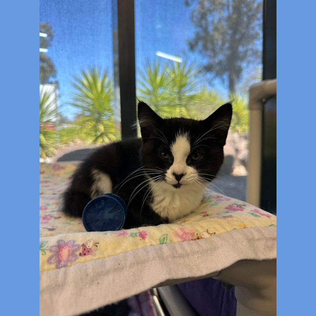 Photo of Sleepy Sloth