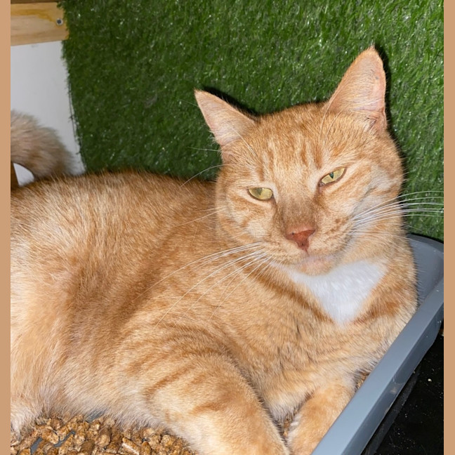 Photo of Ginger Meggs 