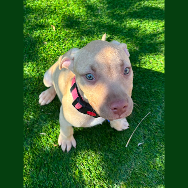 Photo of Squishy   11 Week Old Staffy X