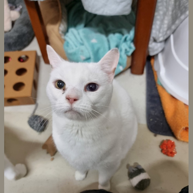 Photo of Cruiser